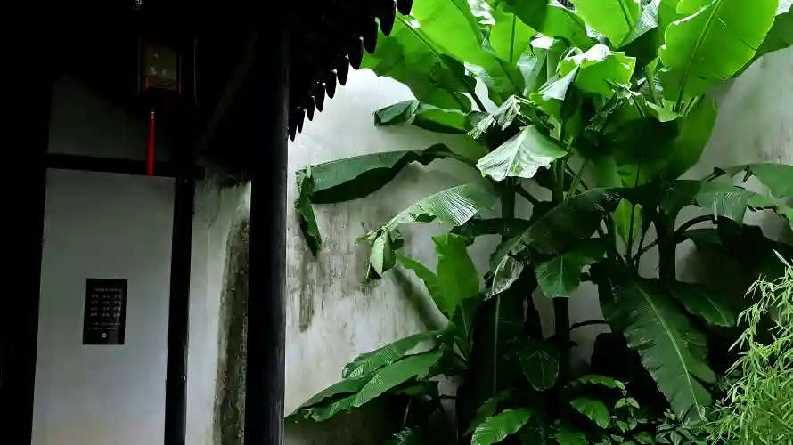 3k清新壁纸-白墙 - 绿植-芭蕉「哲风壁纸」