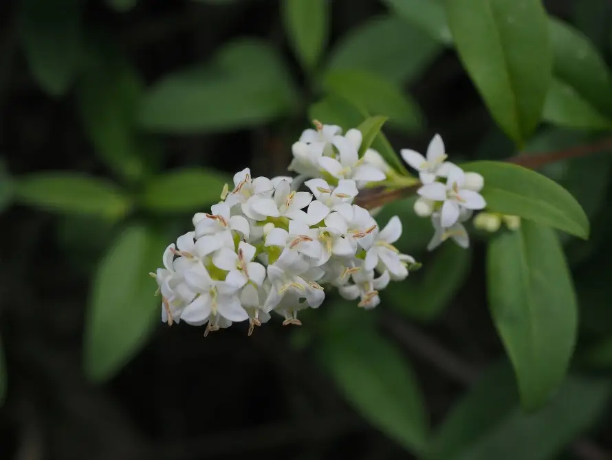 2k枝叶壁纸-植物 - 绿叶-自然「哲风壁纸」 2k枝叶壁纸-植物 - 绿叶-自然「哲风壁纸」