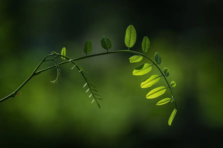 2k嫩叶壁纸-新芽 - 枝条-植物「哲风壁纸」