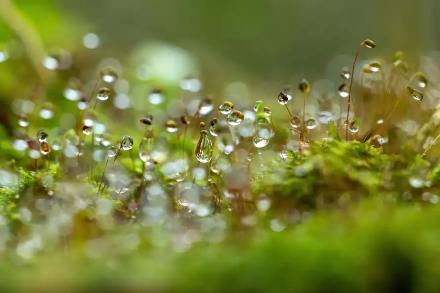 2k微距壁纸-植物 - 水珠-清新「哲风壁纸」 2k微距壁纸-植物 - 水珠-清新「哲风壁纸」