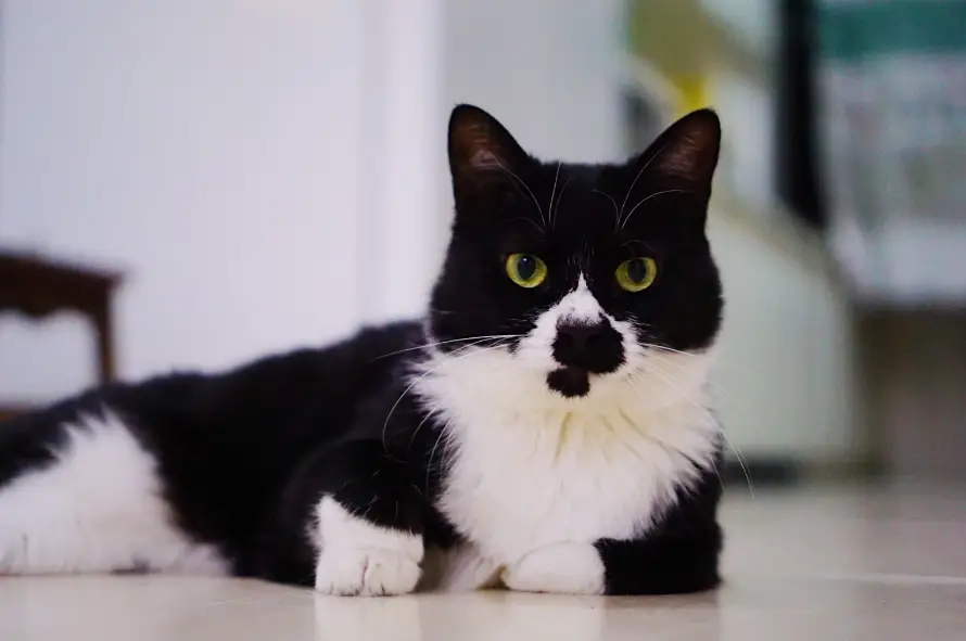 2k可爱壁纸-猫 - 宠物-室内「哲风壁纸」