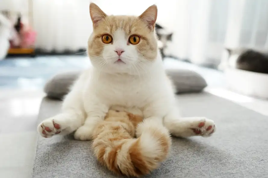 5k可爱壁纸-猫 - 圆脸-居家「哲风壁纸」
