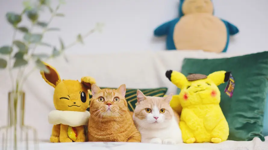 8k可爱壁纸-猫 - 萌-宠物「哲风壁纸」 8k可爱壁纸-猫 - 萌-宠物「哲风壁纸」