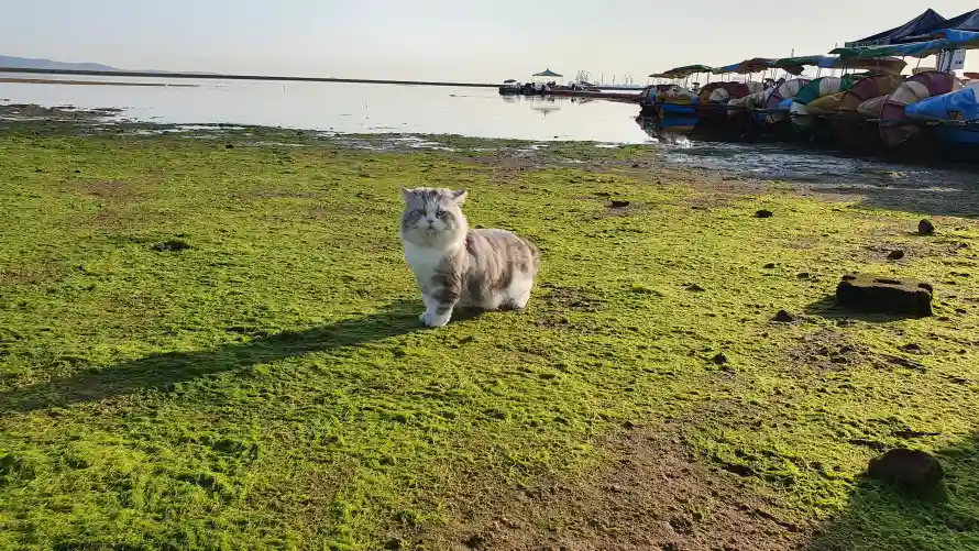 4k可爱壁纸-猫 - 户外-浅滩「哲风壁纸」