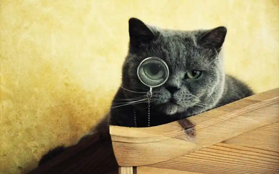 2k可爱壁纸-猫 - 宠物-暖黄「哲风壁纸」