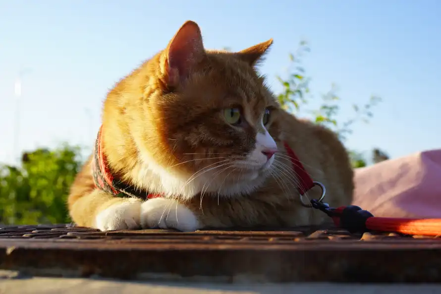 6k可爱壁纸-猫 - 宠物-户外「哲风壁纸」