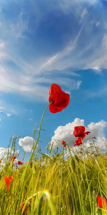 4k夏季壁纸 - 户外 - 晴空 - 白云「哲风壁纸」