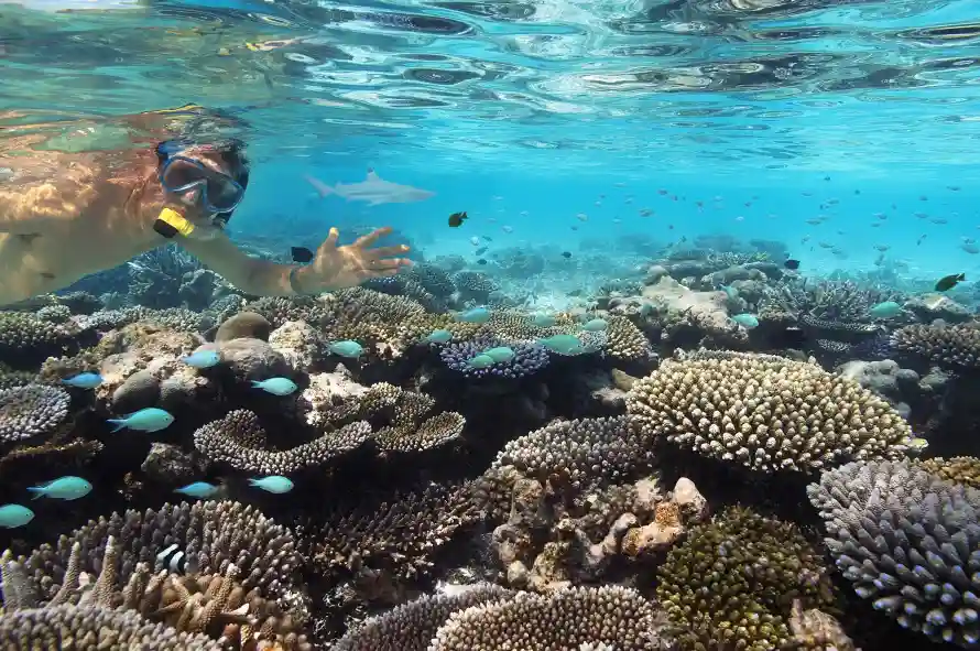 4k浮潜壁纸-海底 - 海水-海洋「哲风壁纸」 4k浮潜壁纸-海底 - 海水-海洋「哲风壁纸」