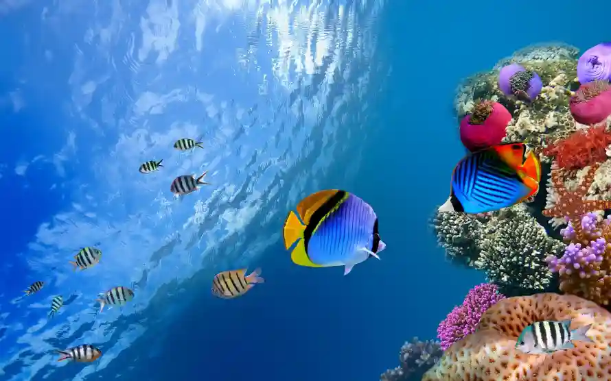 3k水下壁纸-海底 - 海水-海洋「哲风壁纸」