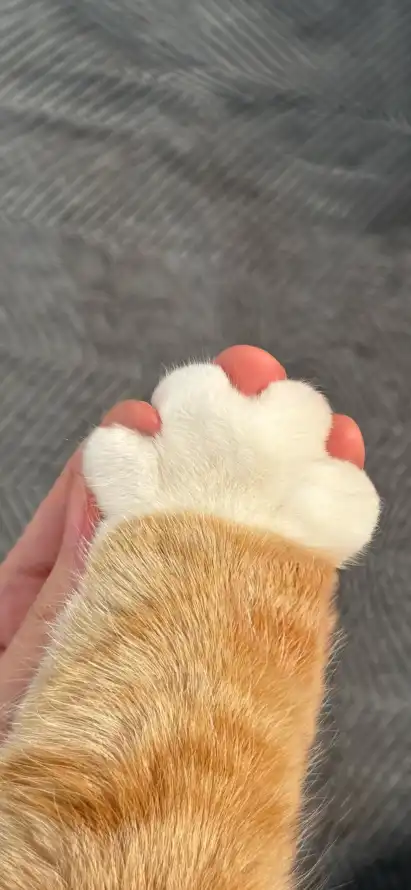 4k可爱壁纸 - 猫 - 宠物 - 橘猫「哲风壁纸」