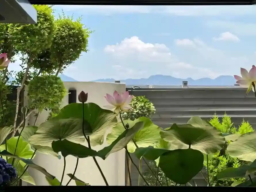 2k夏日壁纸-庭院 - 晴空-白云「哲风壁纸」