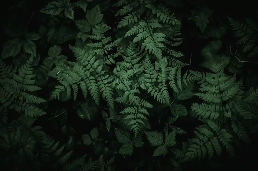 5kHH壁纸-h - 植物-植被「哲风壁纸」