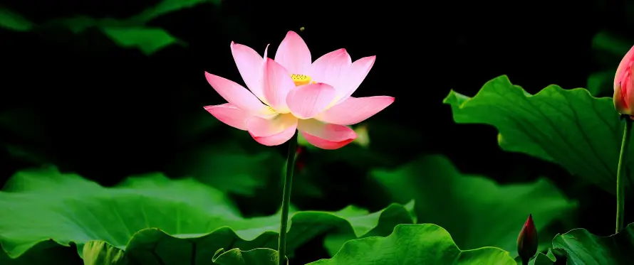 3k夏天壁纸-植物 - 粉色-绿色「哲风壁纸」