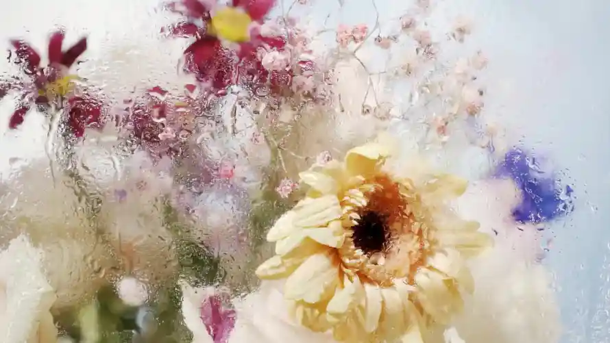 2k干花壁纸-植物 - 花卉-花艺「哲风壁纸」