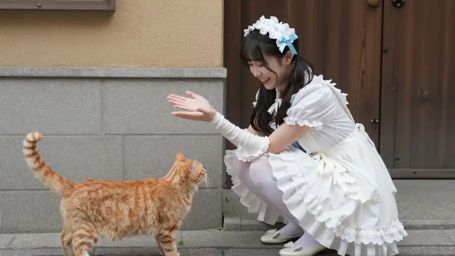 2k互动壁纸-发饰 - 橘猫-白丝「哲风壁纸」