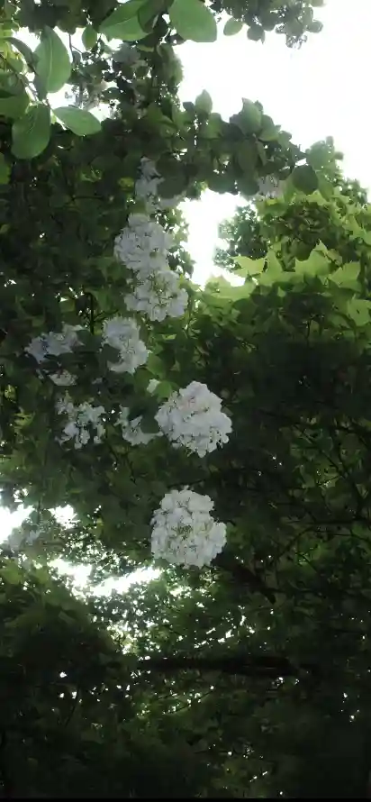 4k夏日壁纸 - 户外 - 树叶 - 树荫「哲风壁纸」