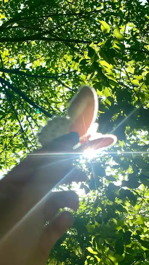 4k夏日壁纸 - 户外 - 树叶 - 树荫「哲风壁纸」