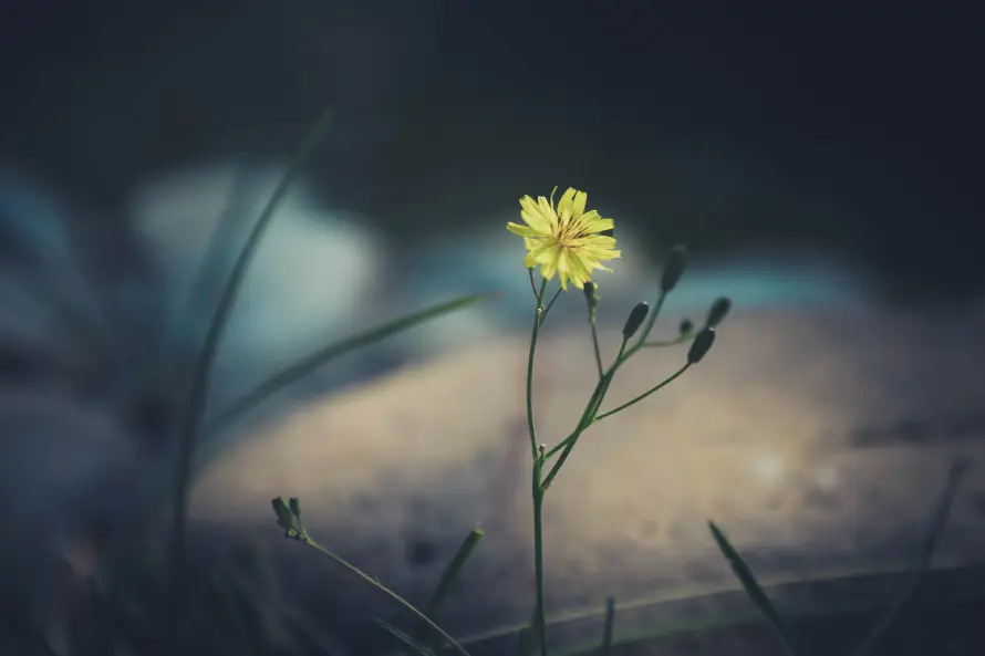 6k光影壁纸-户外 - 植物-自然「哲风壁纸」