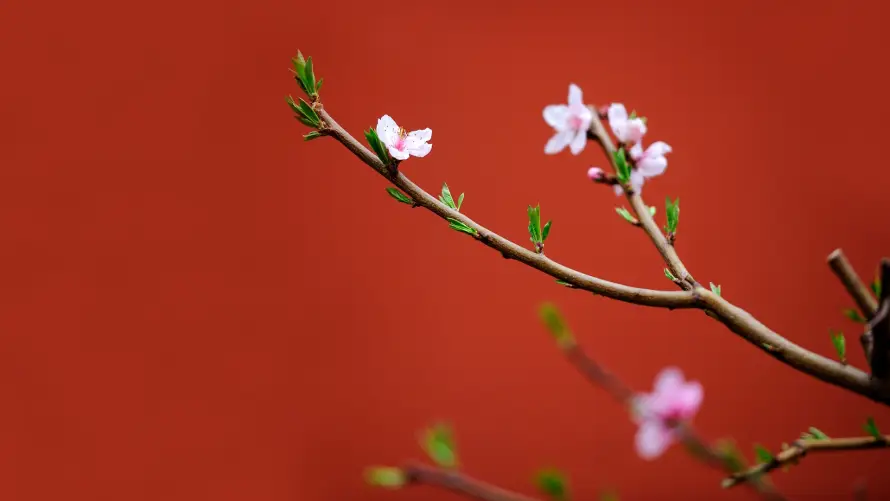 2k古风壁纸-新芽 - 春天-桃花「哲风壁纸」