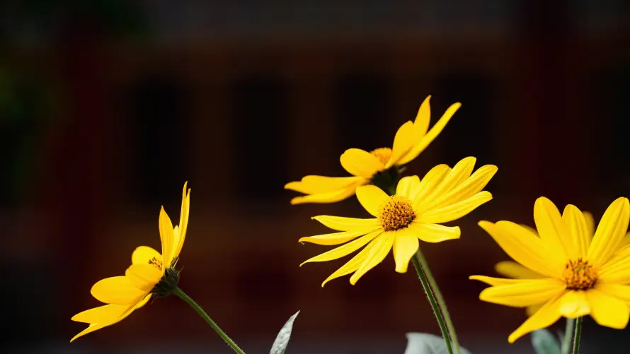 2k植物壁纸-绿叶 - 花瓣-花茎「哲风壁纸」