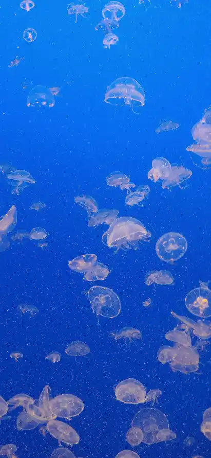 4k气泡壁纸 - 水下 - 水母 - 海洋「哲风壁纸」
