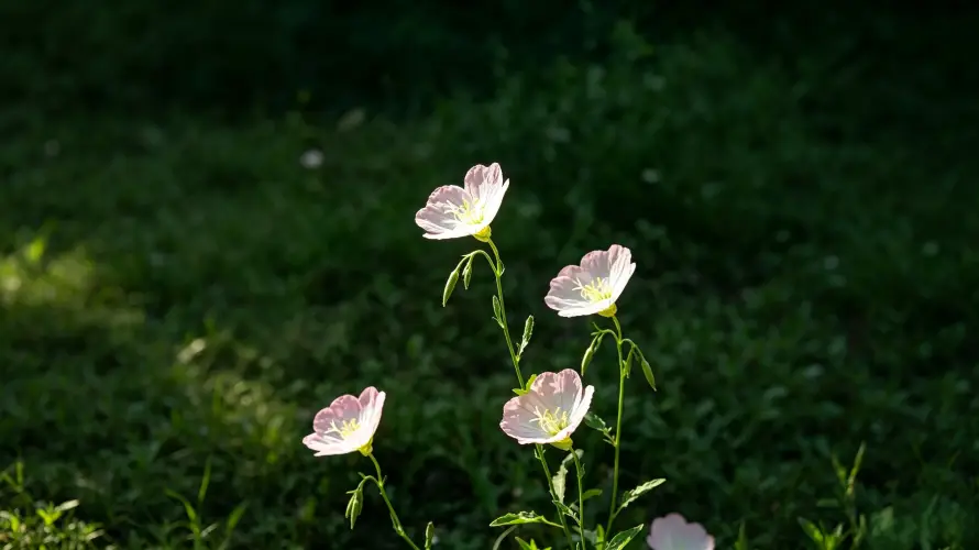3k好看壁纸-小花 - 清新-绿植「哲风壁纸」