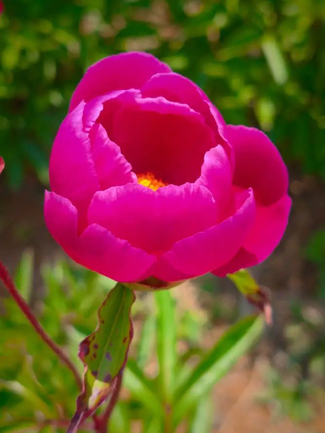 4k户外壁纸 - 花 - 植物 - 特写「哲风壁纸」