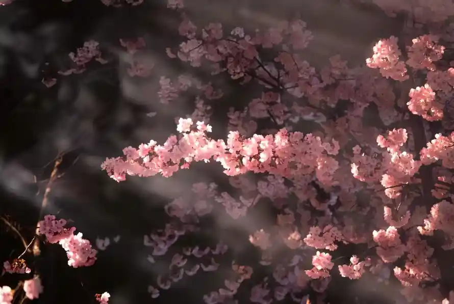 4k光影壁纸-花 - 春季-树木「哲风壁纸」