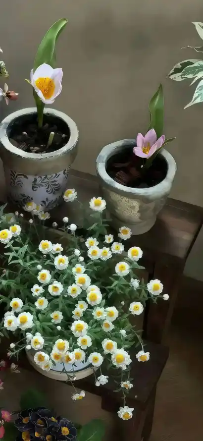 4k桌面壁纸 - 植物 - 盆栽 - 绿植「哲风壁纸」