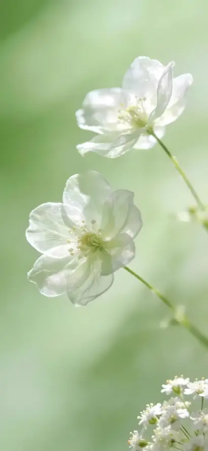 4k小花壁纸 - 植物 - 治愈 - 淡雅「哲风壁纸」
