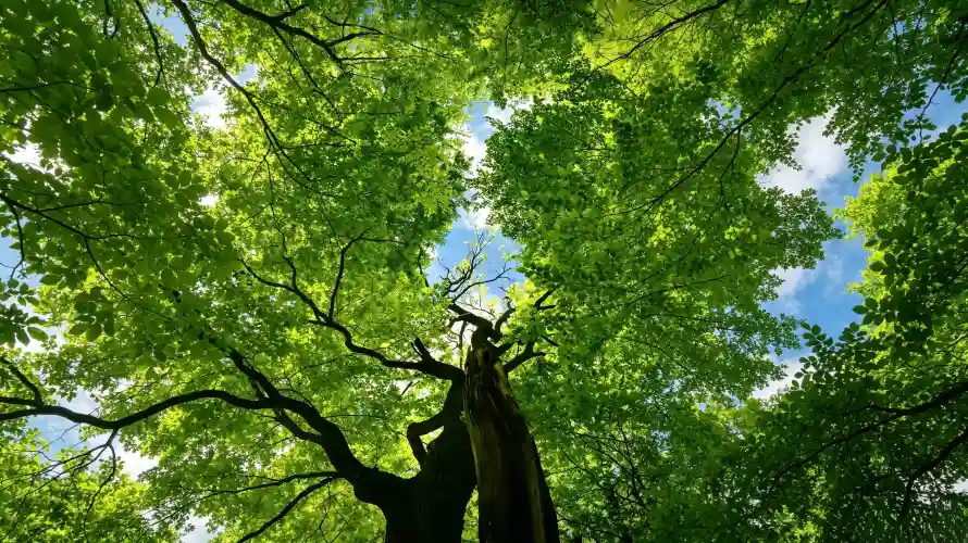 3k仰视壁纸-大树 - 护眼-森林「哲风壁纸」