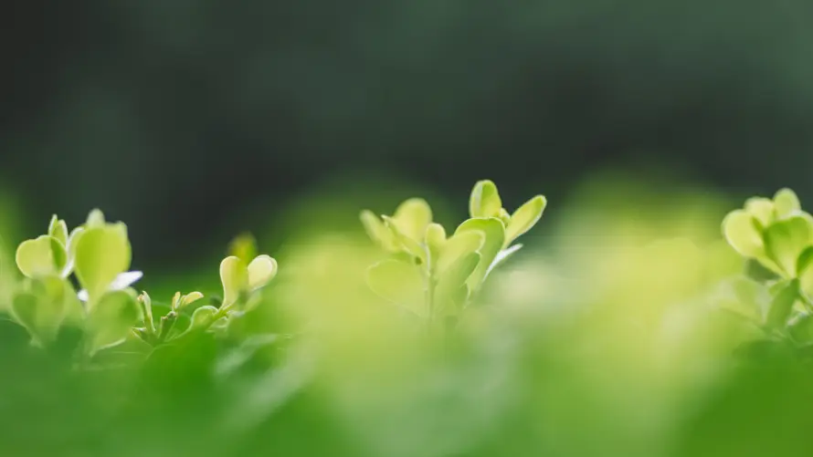 4k叶片壁纸-好看 - 嫩绿-嫩芽「哲风壁纸」