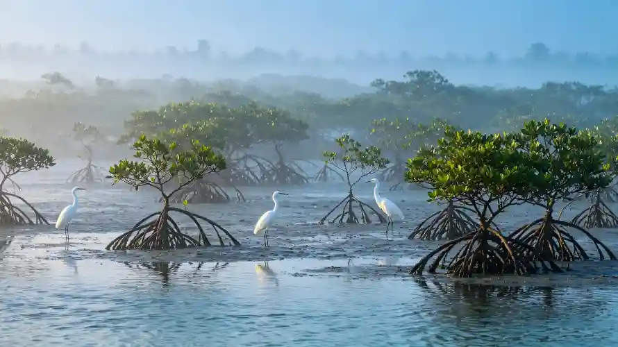 3k晨雾壁纸-朦胧 - 水景-水面「哲风壁纸」