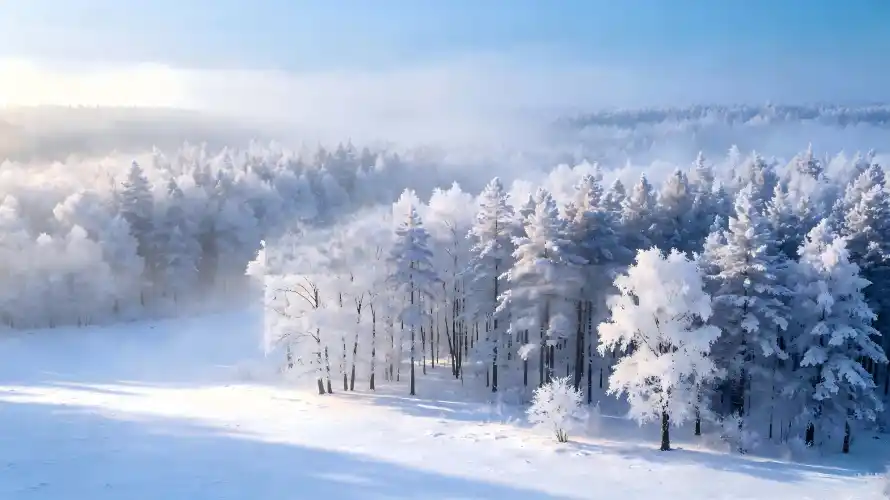 3k冬日壁纸-雪 - 松树-积雪「哲风壁纸」