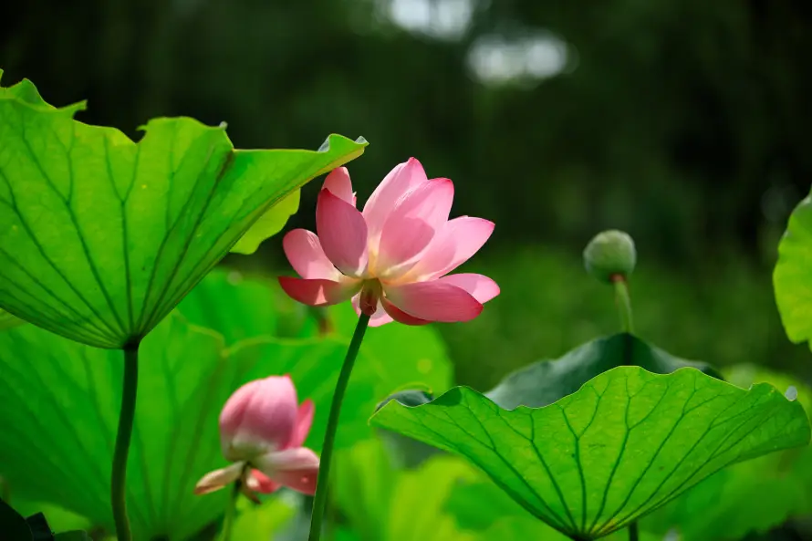 7k夏天壁纸-户外 - 池塘-绿色「哲风壁纸」