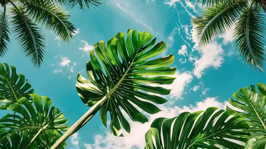 3k仰视壁纸-夏天 - 户外-治愈「哲风壁纸」