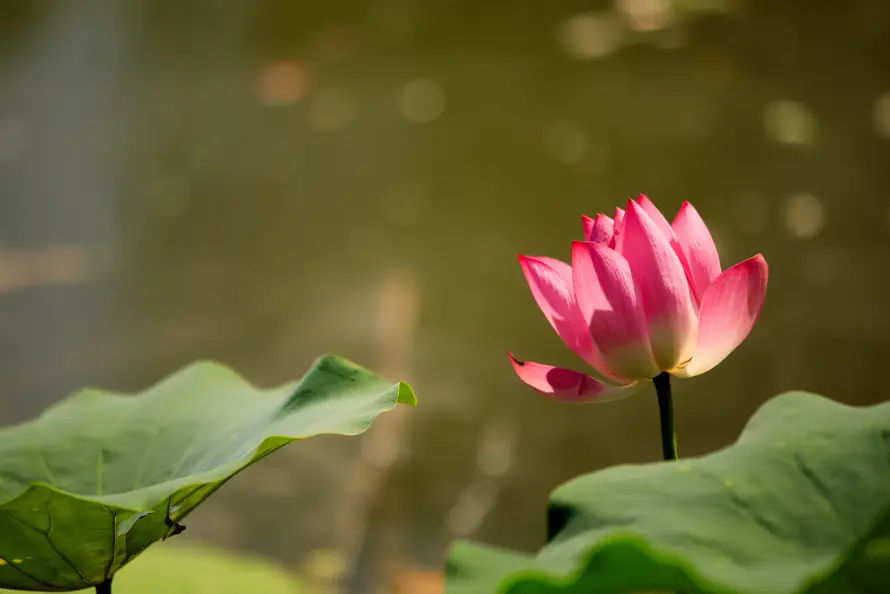 5k光斑壁纸-夏季 - 夏日-植物「哲风壁纸」