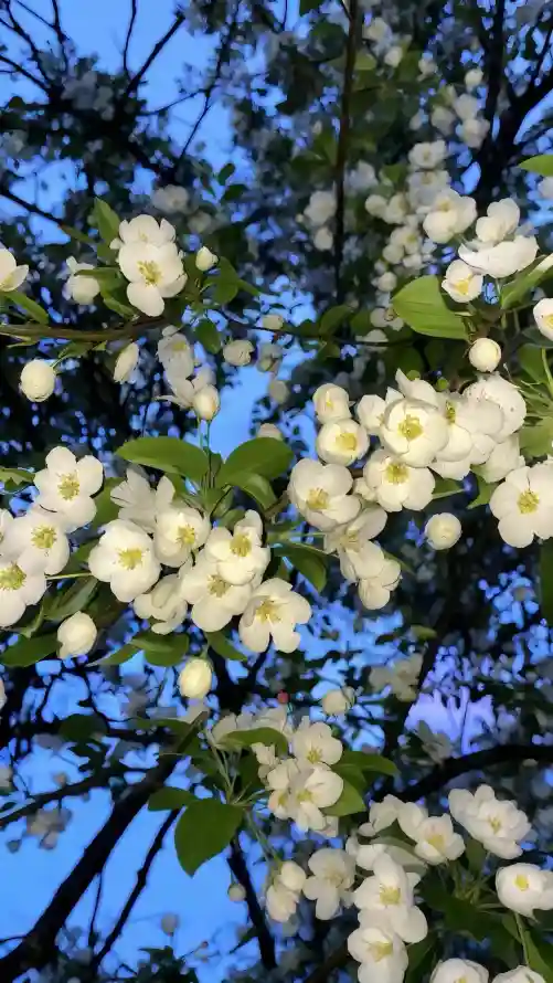 4k晴空壁纸 - 植物 - 绿叶 - 自然「哲风壁纸」