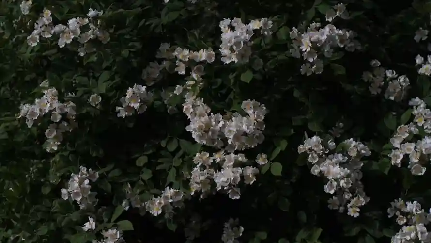 2k户外壁纸-花 - 植物-植被「哲风壁纸」