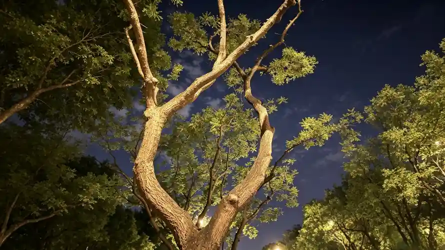 3k夜晚壁纸-夜空 - 好看-枝叶「哲风壁纸」