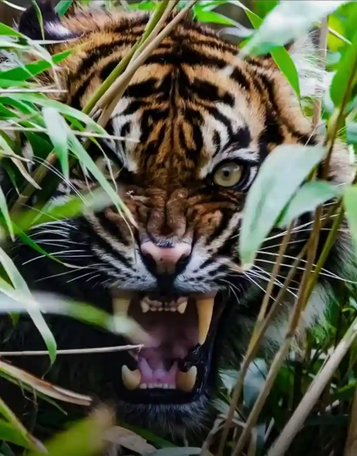 4k动物壁纸 - 怒吼 - 猛兽 - 獠牙「哲风壁纸」
