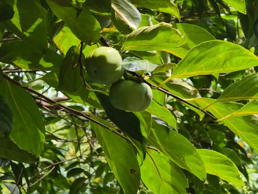 4k夏天壁纸-果实 - 果树-枝叶「哲风壁纸」