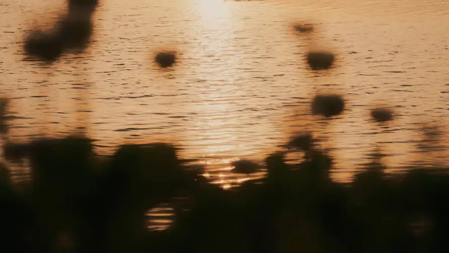4k剪影壁纸-花 - 夕阳-户外「哲风壁纸」