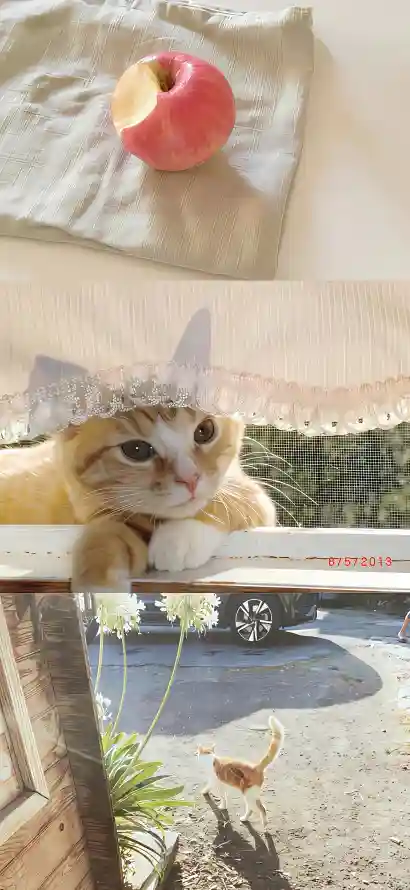 4k可爱壁纸 - 宠物 - 小猫 - 橘白「哲风壁纸」