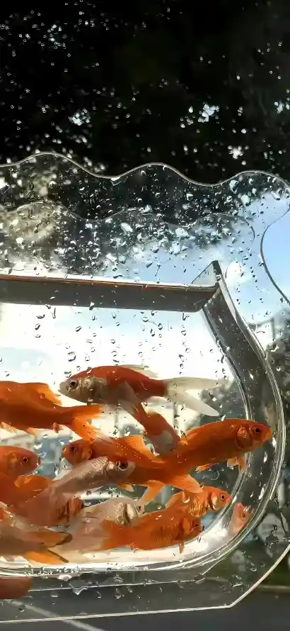 4k水族壁纸 - 水 - 水泡 - 游鱼「哲风壁纸」
