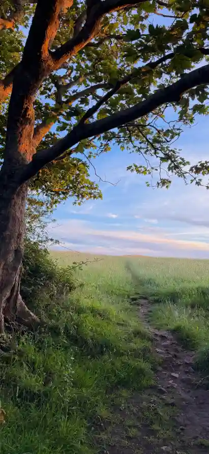 4k乡野壁纸 - 乡间 - 土路 - 大树「哲风壁纸」