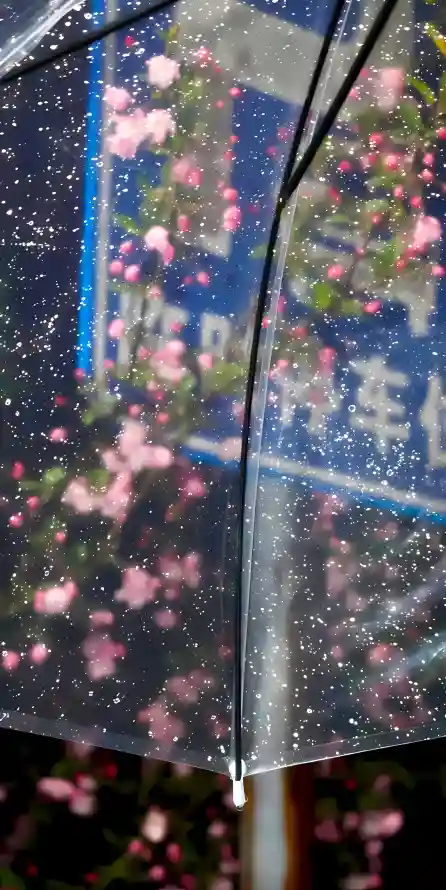 4k冷调壁纸 - 梅花 - 窗外 - 花树「哲风壁纸」
