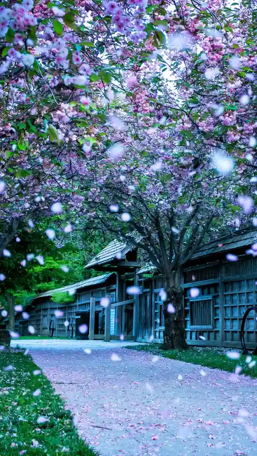 4k古建壁纸 - 小径 - 春季 - 樱花「哲风壁纸」