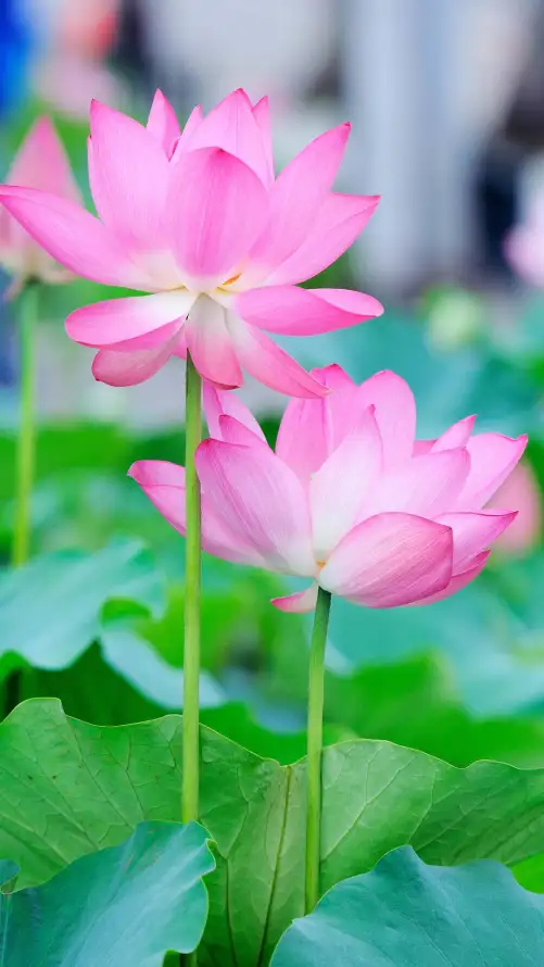4k夏天壁纸 - 粉色 - 绿植 - 自然「哲风壁纸」