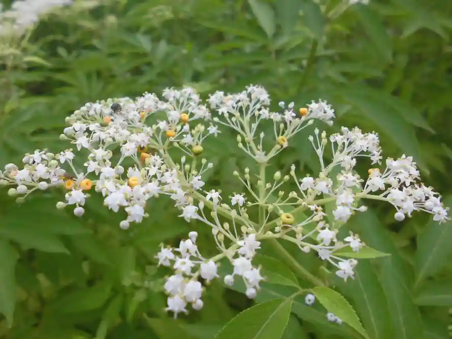 5k植物壁纸-清新 - 白花-绿叶「哲风壁纸」